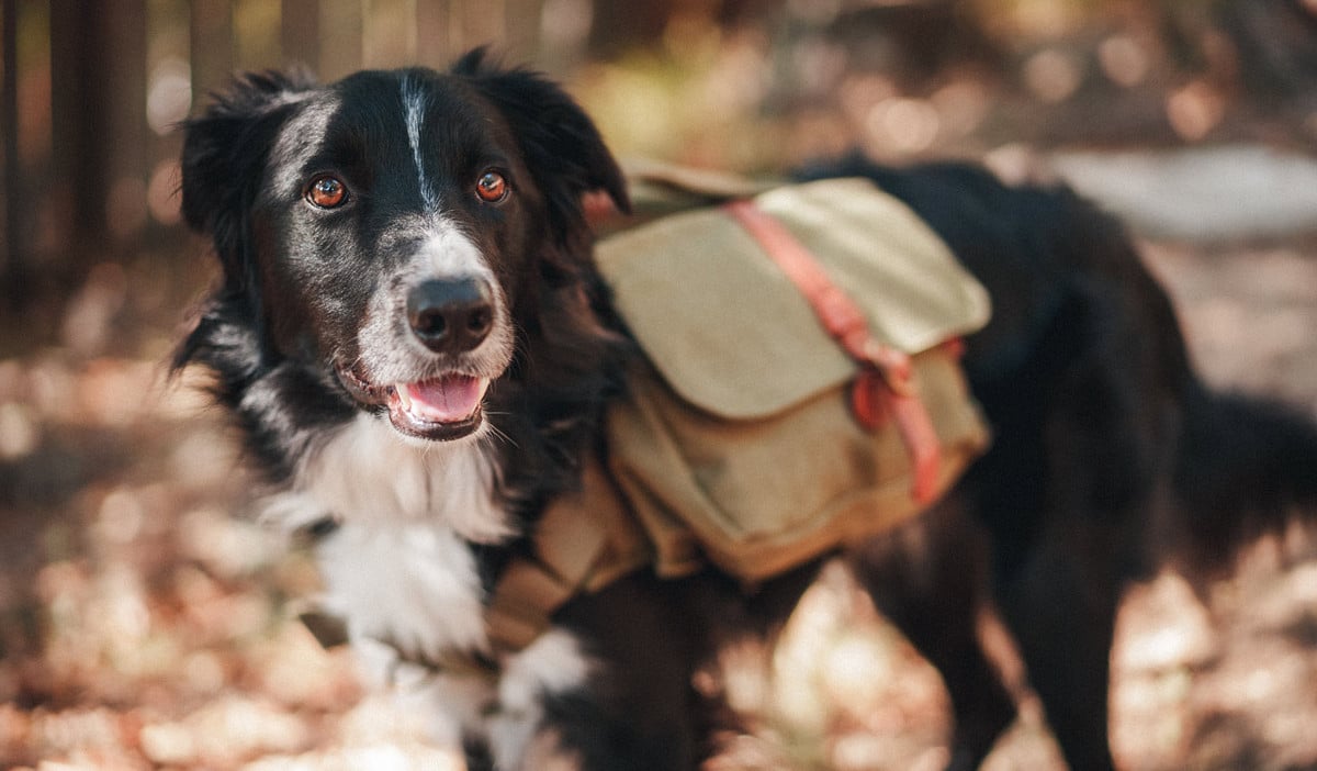 Wolf Republic review dog gear featured alt 2