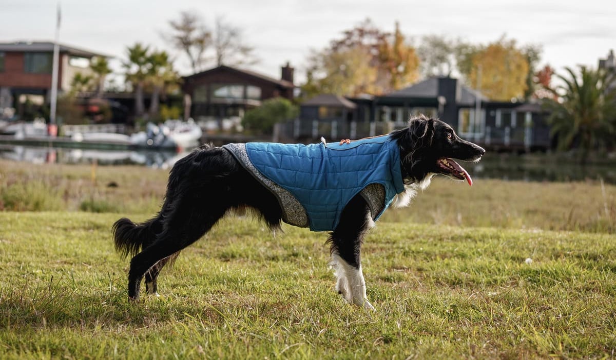 Kurgo Dog Jacket Loft Jacket review on Trail and Kale