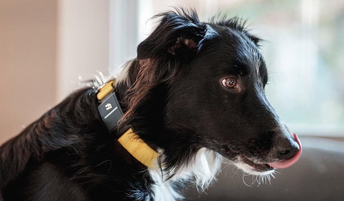 Fi Dog Collar Review Series 3 by Trail and Kale 1