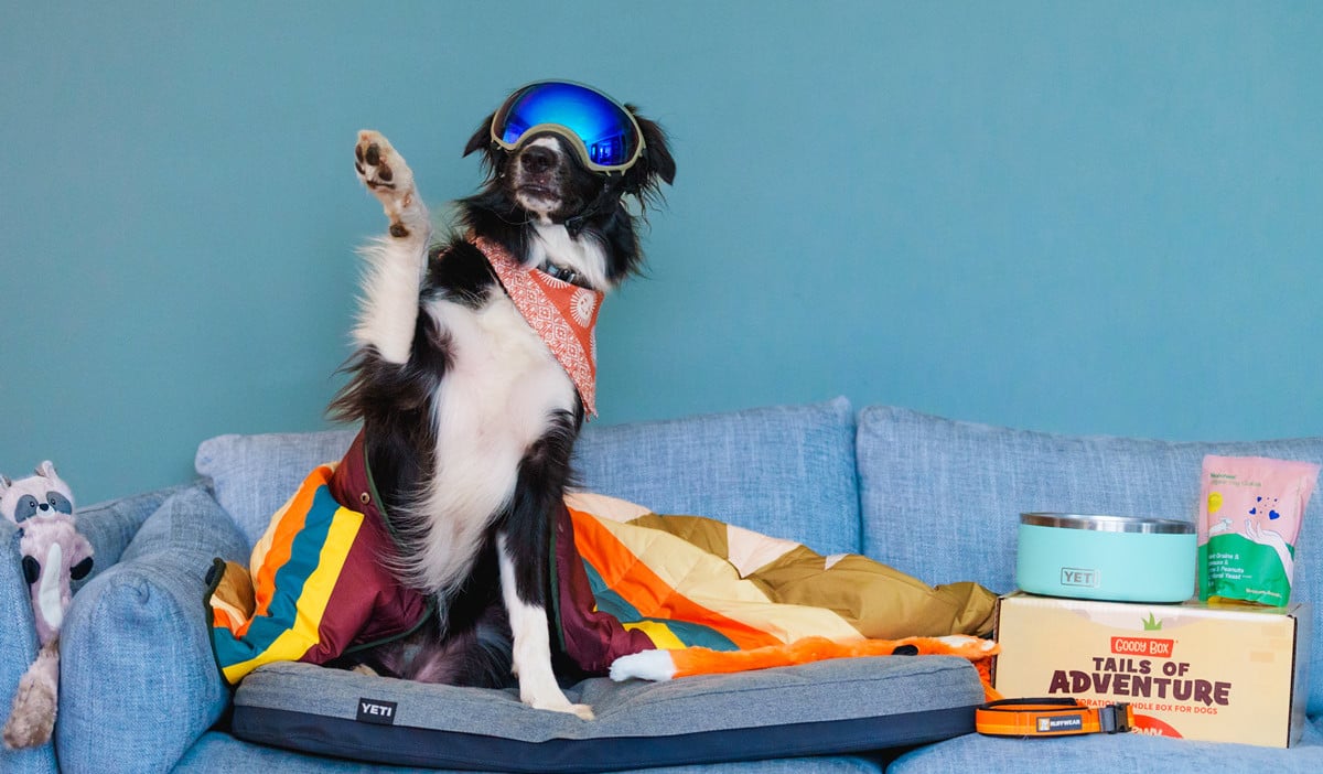 The Best Gifts For Dogs That Love Adventure Trail & Kale Recommends