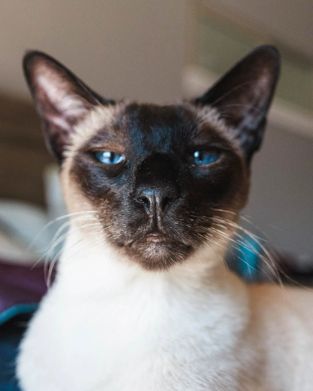 Fi Mini turns any collar into a GPS Tracker for cats and dogs 3 - Trail and Kale | Trail Running & Adventure