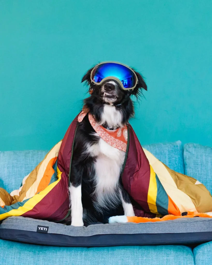 Fi Mini turns any collar into a GPS Tracker for cats and dogs 4 - Trail and Kale | Trail Running & Adventure