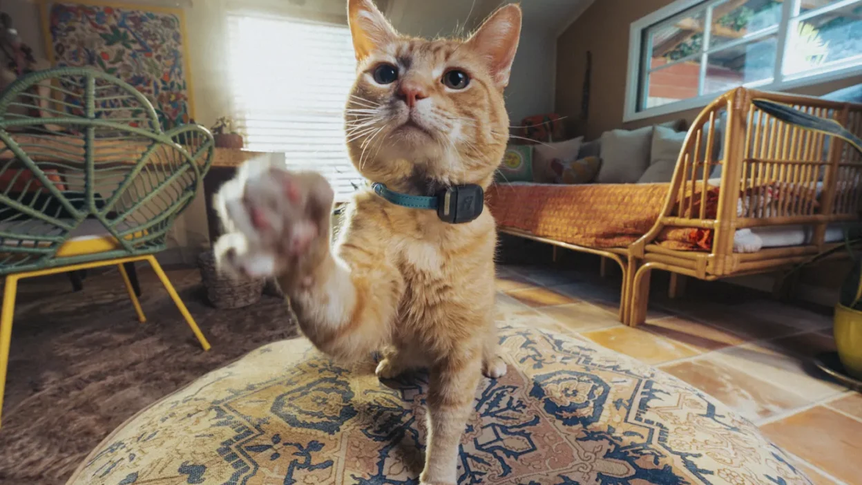 The new Fi Mini turns any collar into a GPS Tracker for cats and small dogs