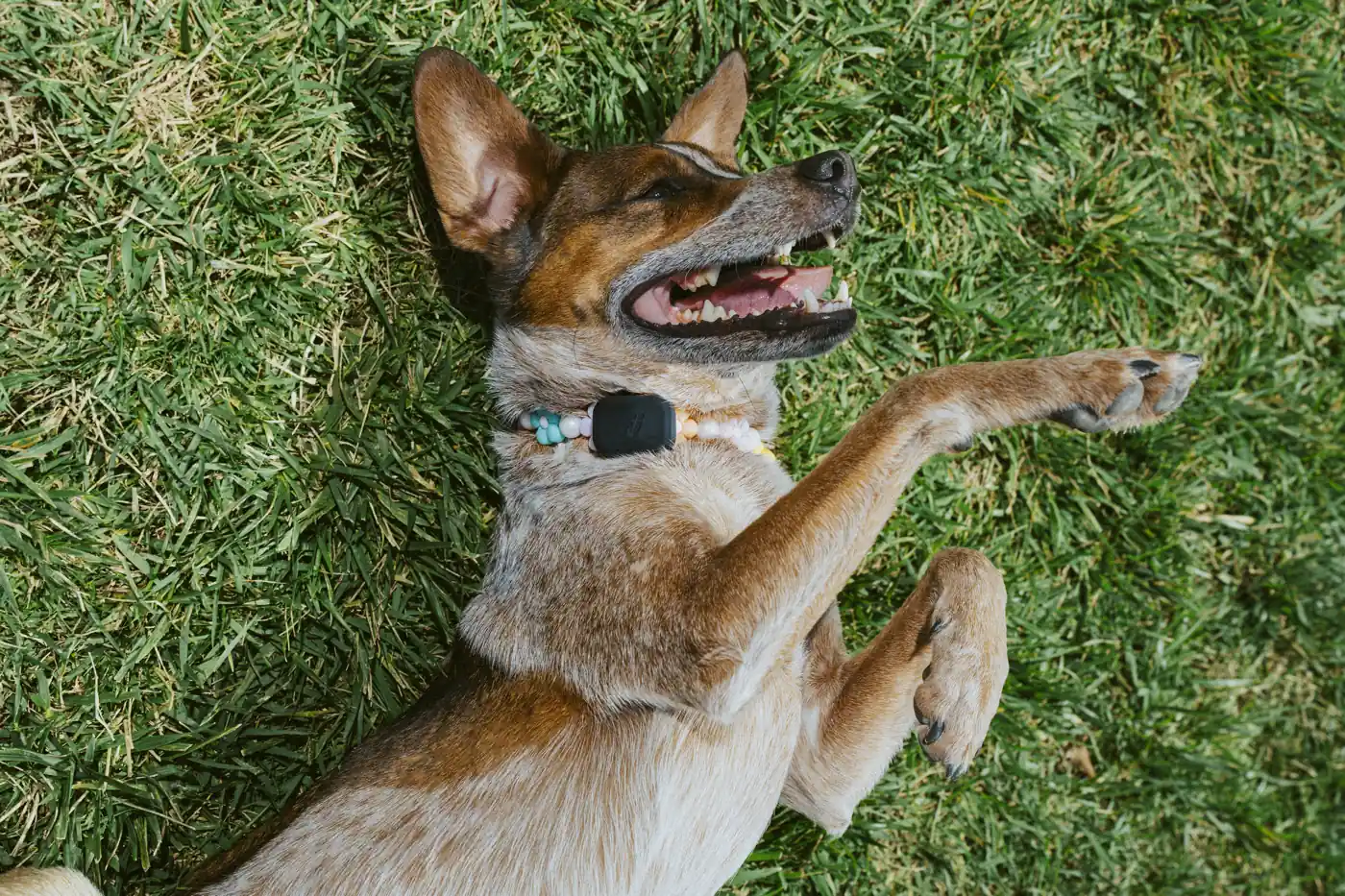 Fi Mini turns any collar into a GPS Tracker for cats and dogs 2 - Trail and Kale | Trail Running & Adventure