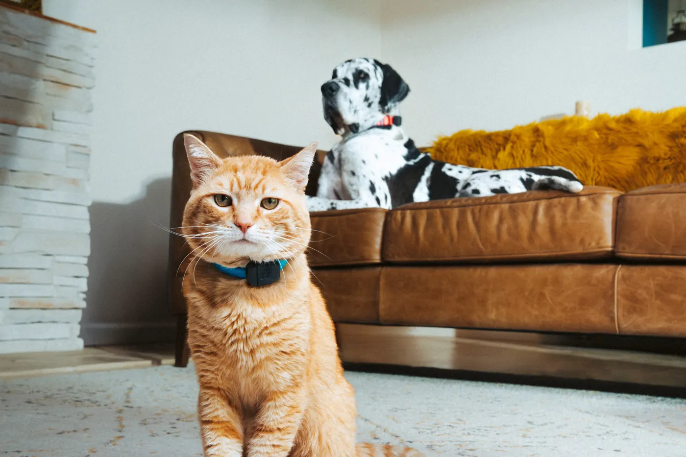 Fi Mini turns any collar into a GPS Tracker for cats and dogs 1 - Trail and Kale | Trail Running & Adventure