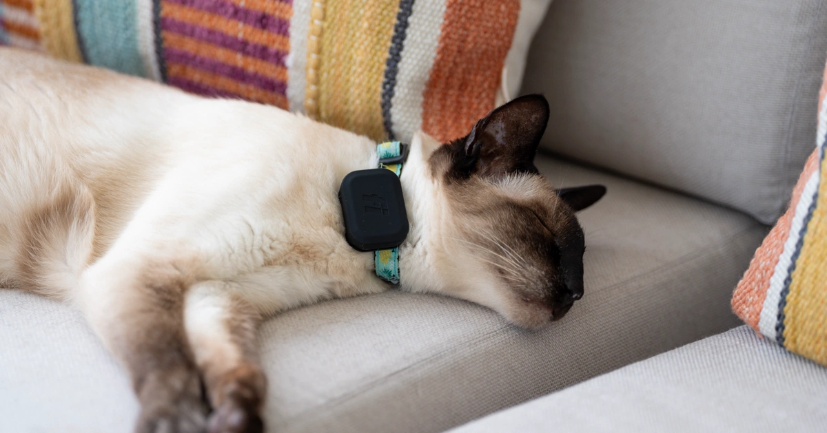 Fi Mini GPS tracker review, written by your favorite feline, Champers 2 - Trail and Kale | Trail Running & Adventure