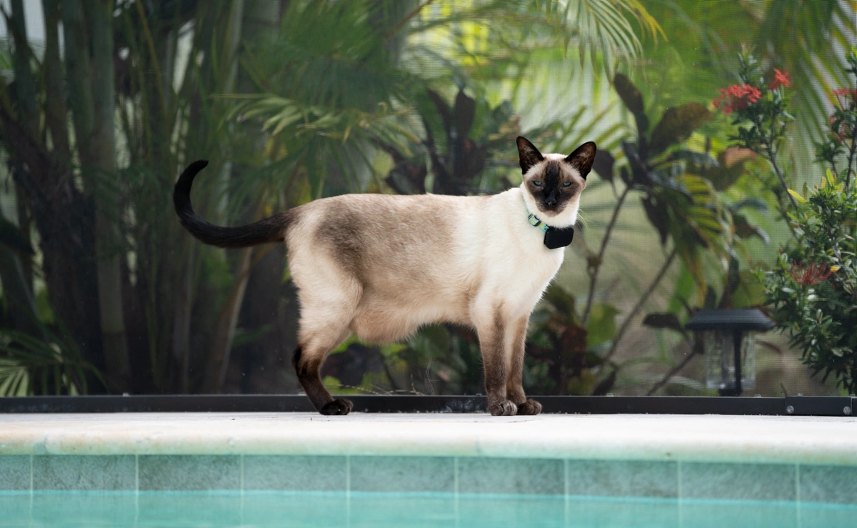 Fi Mini GPS tracker review, written by your favorite feline, Champers 16 - Trail and Kale | Trail Running & Adventure
