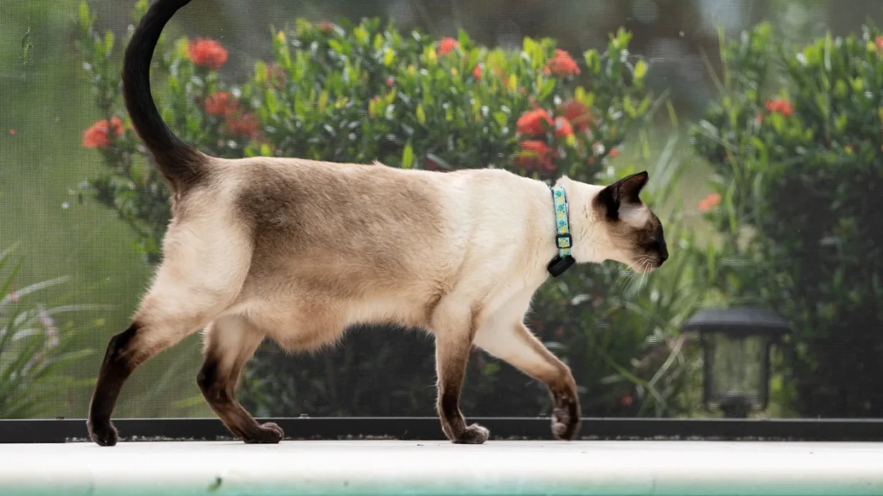 Fi Mini GPS tracker review - GPS tracking for cats and small dogs