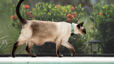 Fi Mini GPS tracker review - GPS tracking for cats and small dogs